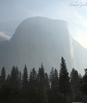 Hazy Image of Trees and The Park